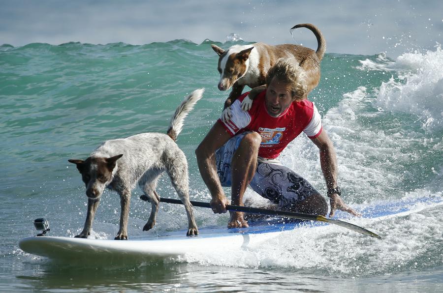 Australia's surfing dogs chase waves, not cats