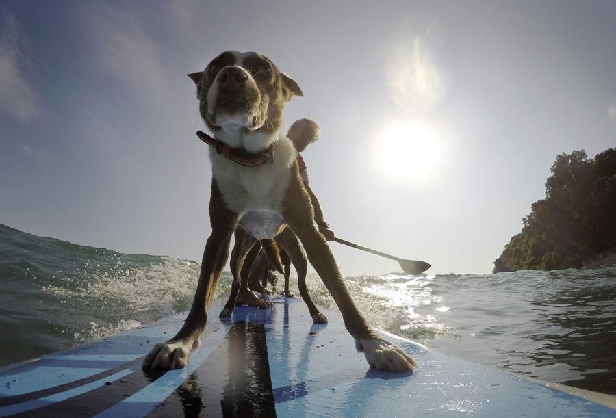 Australia's surfing dogs chase waves, not cats