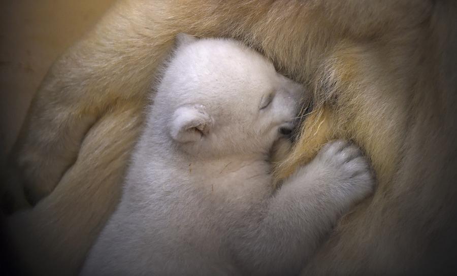 Polar bear cub unveiled at German zoo