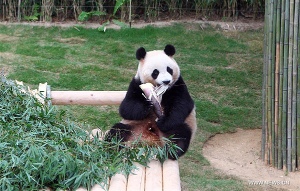 Panda pair unveiled to S Korean public