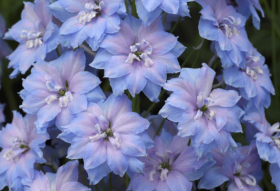 Blooming exhibits at London's Chelsea Flower Show