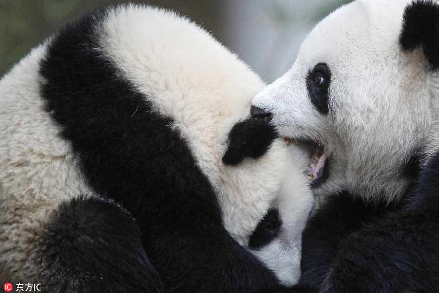 Panda family celebrate birthday in Malaysia