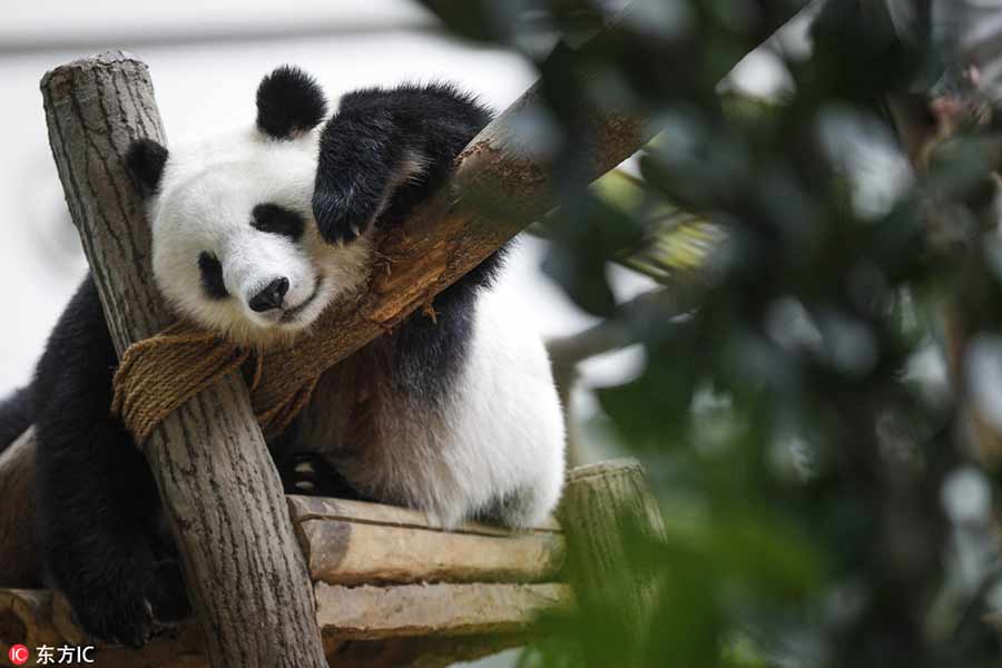 Panda family celebrate birthday in Malaysia