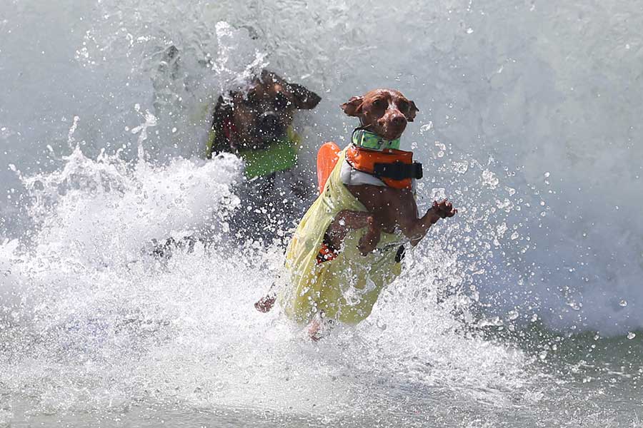 Surf competition goes to the dogs in tandem with owners