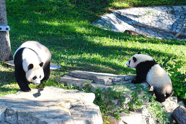 A short history of panda fever worldwide