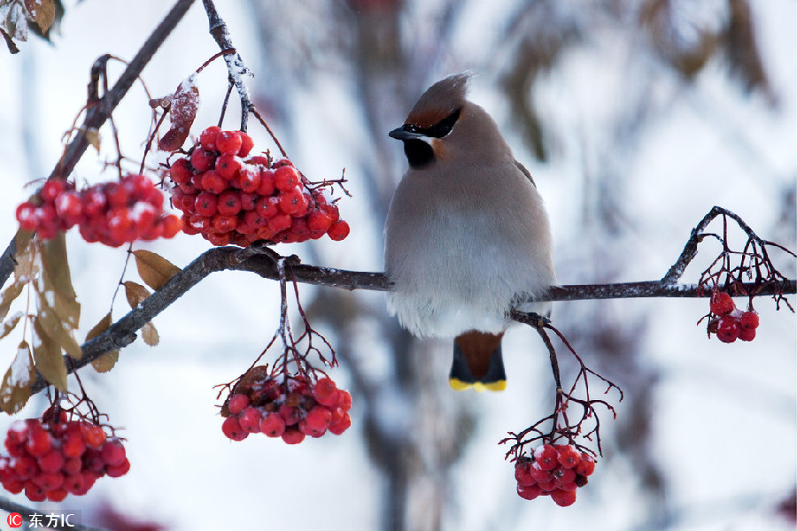 Icy winter of Siberia hits record low temperature