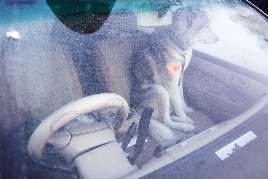 Sled dogs compete in Russia