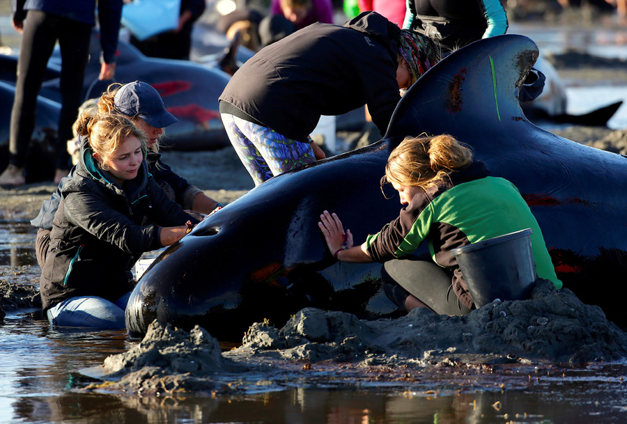 New Zealanders race to save whales after 400 stranded