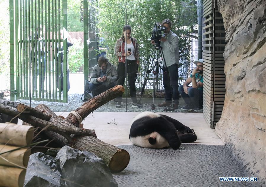 People visit pandas from SW China at Zoo Berlin