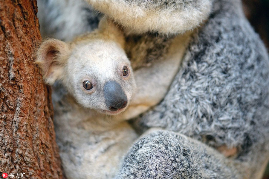 Thousands suggest names as zoo welcomes white koala