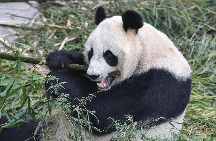 Two giant pandas begin journey to Indonesia